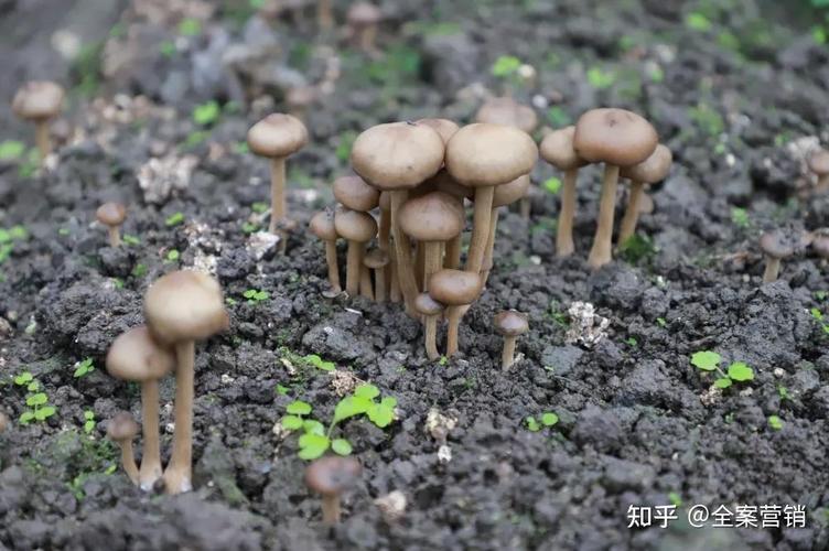 兴文石海僰王山厉害了兴文研发出食用菌新品种